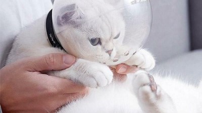 냥이 발톱 걱정 끝! 고양이손톱헬멧 후기&꿀팁🐾